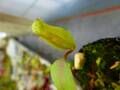 Y218 5-1 N. ventricosa madja-as x rajah #NNN
