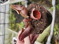 R530 4-1 #BBB S. purpurea ssp. venosa var. burkii "Giant" CK