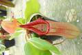 P169 5-2  N. truncata wavy (Mt. Redondo Dinagat) OF