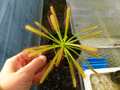 Y939 4-1 D. capensis