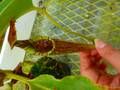 R284 4-2 #BBB N. maxima (ripped leaf / stem, Rantepao, Surawesi) Y's 