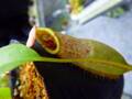 R340 5-3 #BBB N. northiana x veitchii Brunei (♂No.1) 山本