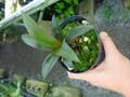 G188 3-2 Dracena `Purple Compacta'