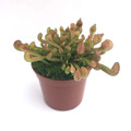Sarracenia psittacina YN /サラセニア　プシタシナ