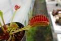 Y624 4-1 Dionaea muscipula South-West Giant Y's Lab