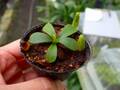G593 3-2 [YA-129] N. veitchii H/L Murud Y's Lab