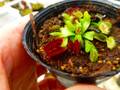 R273 4-1 Dionaea muscipula South-West Giant Y's Lab