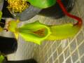 Y055 5-1 #BBB N. veitchii Maliau Basin