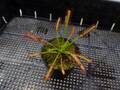 R115 4-1 D. capensis narrow leaf