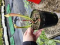 G159 3H S. x`Smoorie' Araflora 