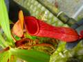 P955 5-3 N. ventricosa x merrilliana
