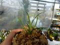 G167 1H Brocchinia hechtioides {Gran Sabana, Venezuela, different clones} [BCP ID# 991] BCP