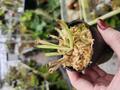 G551 1-1 H. sarracenioides (Ptari, ven)(AW-H_sar-02T) AW