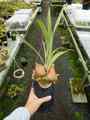 R153 4-2 Platycerium ラベル落ち
