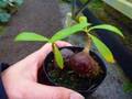 G409 3-1 Myr. tuberosa CK