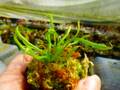 Y941 1-2 Darlingtonia californica Y's Lab