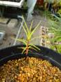 P972 4-1 Roridula gorgonias