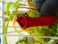 R536 5-1 N. ventricosa (e) red EP