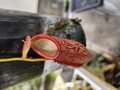 Y866 1-4 N. reinwardtiana x talangensis 