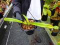 Y770 5-2 Paphiopedilum stonei WP