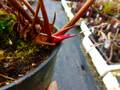 R113 S. leucophylla Red Veins/White top CK