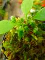G404 3-2  [YA-30] Cephalotus follicularis Giant Y's Lab