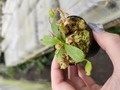 Y646 1-4 N. lowii x macrophylla #NNN 