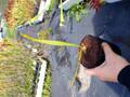 G306 #BBB S. leucophylla Y's