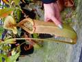 Y199 5-2 N. truncata x merrilliana (a) EP