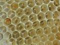 ただ今、結晶中。超貴重な、日本蜜蜂の蜂蜜を、巣屋からただ、垂らしただけの、超貴重な日本蜜蜂の蜂蜜。2021年採蜜・岐阜県恵那市岩村町産。