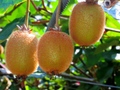 キウイフルーツ ２０個/岐阜県産/2022年産栽培期間中、化学農薬不使用・化学肥料不使用
