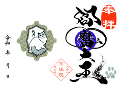 令和8年　9月ラグドール「閻魔大王」