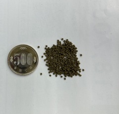 盃で泳ぐ金魚　大　ソメイヨシノ　置物 盃で泳ぐ金魚 大 ソメイヨシノ 置物