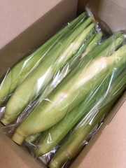 兵庫県 たつの市揖保川町産　マコモダケ 1kg