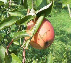 果樹の栽培方法について