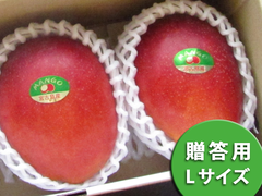 アップルマンゴー　Lサイズ 1kg