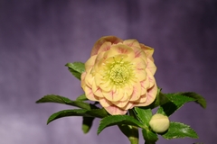 商品一覧 - North Village クリスマスローズ専門店 きたむら