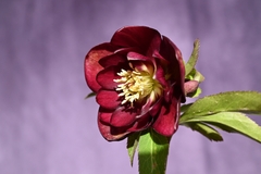 三番花✨赤紫✨dd♥クリスマスローズ✨来季用 花苗】クリスマスローズ 広瀬園芸 今期購入株 ピンク系 メルカリ便発送