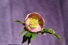 商品一覧 - North Village クリスマスローズ専門店 きたむら