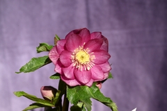 tonsoku クリスマスローズ 小苗 DD段咲きピンク セルフ 園芸ネット本店｜クリスマスローズ：*エレガンスフレアピンク4.5号