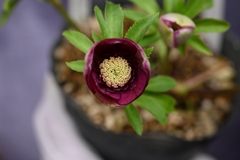 North Village クリスマスローズ専門店 きたむら