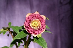 商品一覧 - North Village クリスマスローズ専門店 きたむら