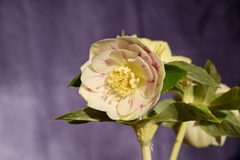 商品一覧 - North Village クリスマスローズ専門店 きたむら