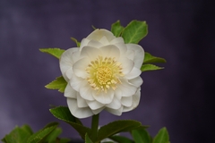 商品一覧 - North Village クリスマスローズ専門店 きたむら