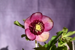 tonsoku クリスマスローズ 小苗 DD段咲きピンク セルフ 園芸ネット本店｜クリスマスローズ：*エレガンスフレアピンク4.5号