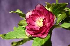 商品一覧 - North Village クリスマスローズ専門店 きたむら