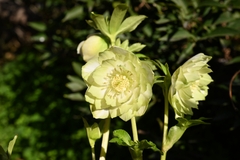 商品一覧 - North Village クリスマスローズ専門店 きたむら