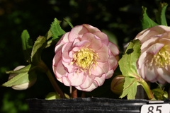 商品一覧 - North Village クリスマスローズ専門店 きたむら