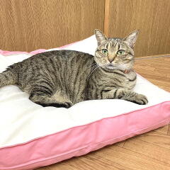 送料無料！♪猫用ビーズクッション