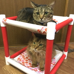 新にゃんぱく２段モック（花円）